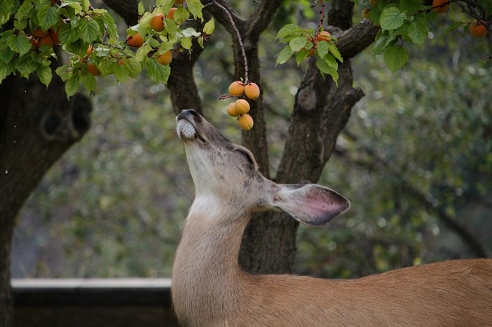 iN PHOTOS: Oh Dear! Deer shenanigans in Kamloops, Okanagan | iNFOnews.ca