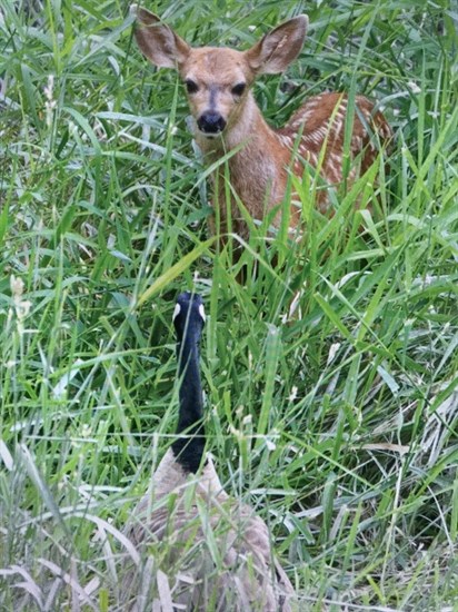 iN PHOTOS: Oh Dear! Deer shenanigans in Kamloops, Okanagan | iNFOnews.ca