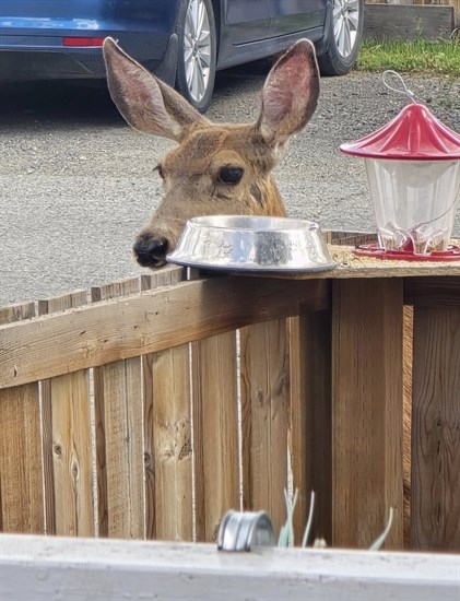 iN PHOTOS: Oh Dear! Deer shenanigans in Kamloops, Okanagan | iNFOnews.ca