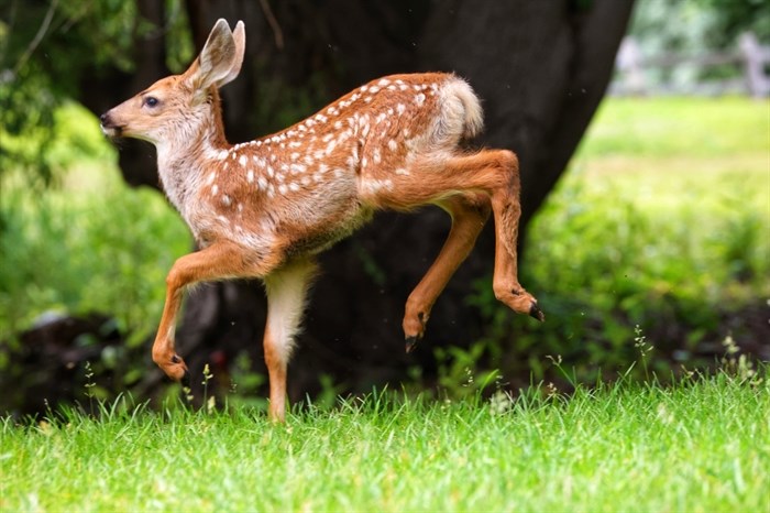 iN PHOTOS: Oh Dear! Deer shenanigans in Kamloops, Okanagan | iNFOnews.ca