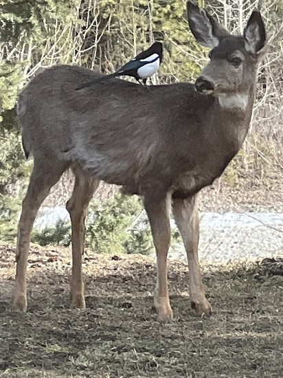 iN PHOTOS: Oh Dear! Deer shenanigans in Kamloops, Okanagan | iNFOnews.ca