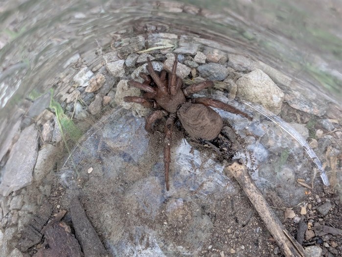 iN PHOTOS: Arachnophobia inducing spiders in Kamloops, Okanagan | iNFOnews.ca iN PHOTOS: Arachnophobia inducing spiders in Kamloops, Okanagan | iNFOnews.ca