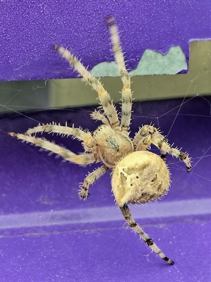 iN PHOTOS: Arachnophobia inducing spiders in Kamloops, Okanagan | iNFOnews.ca iN PHOTOS: Arachnophobia inducing spiders in Kamloops, Okanagan | iNFOnews.ca