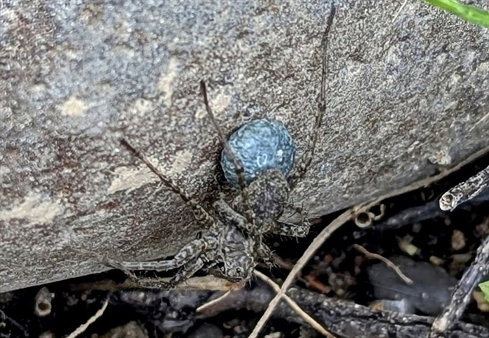 iN PHOTOS: Arachnophobia inducing spiders in Kamloops, Okanagan | iNFOnews.ca iN PHOTOS: Arachnophobia inducing spiders in Kamloops, Okanagan | iNFOnews.ca