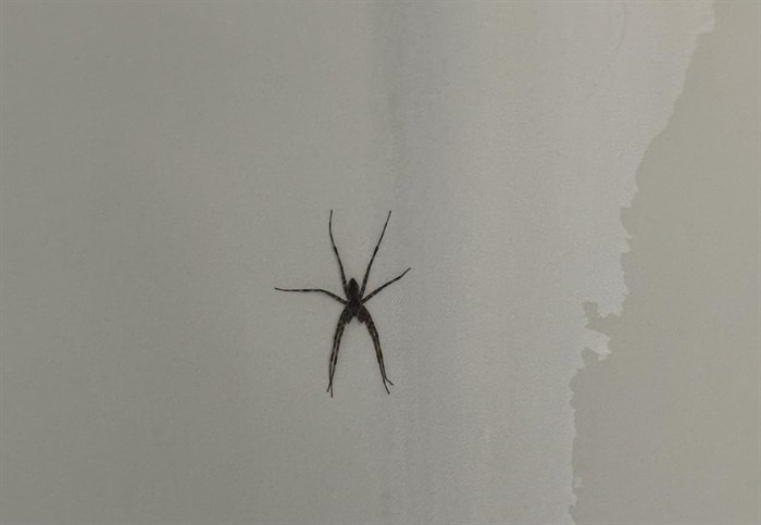 iN PHOTOS: Arachnophobia inducing spiders in Kamloops, Okanagan | iNFOnews.ca iN PHOTOS: Arachnophobia inducing spiders in Kamloops, Okanagan | iNFOnews.ca