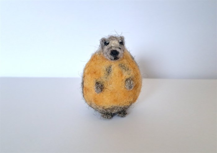Kamloops' 'mammoth-sized' marmot has a superfan in Scotland | iNFOnews.ca Kamloops' 'mammoth-sized' marmot has a superfan in Scotland | iNFOnews.ca