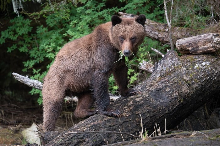 iN PHOTOS: Teddy bear picnics in Okanagan, Kamloops | iNFOnews.ca