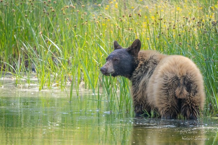 iN PHOTOS: Teddy bear picnics in Okanagan, Kamloops | iNFOnews.ca