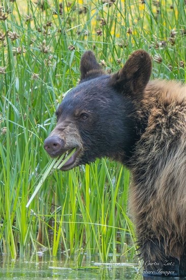 iN PHOTOS: Teddy bear picnics in Okanagan, Kamloops | iNFOnews.ca