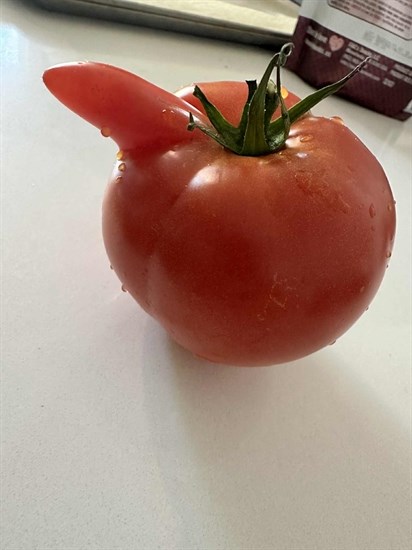 iN PHOTOS: Wonky vegetables emerge in Kamloops, Okanagan | iNFOnews.ca iN PHOTOS: Wonky vegetables emerge in Kamloops, Okanagan | iNFOnews.ca