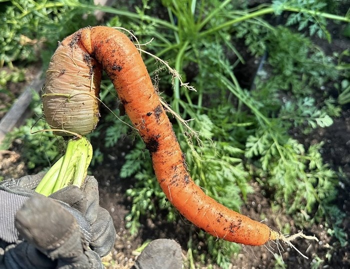 iN PHOTOS: Wonky vegetables emerge in Kamloops, Okanagan | iNFOnews.ca iN PHOTOS: Wonky vegetables emerge in Kamloops, Okanagan | iNFOnews.ca