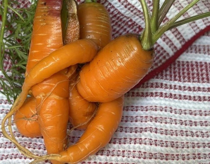 iN PHOTOS: Wonky vegetables emerge in Kamloops, Okanagan | iNFOnews.ca iN PHOTOS: Wonky vegetables emerge in Kamloops, Okanagan | iNFOnews.ca