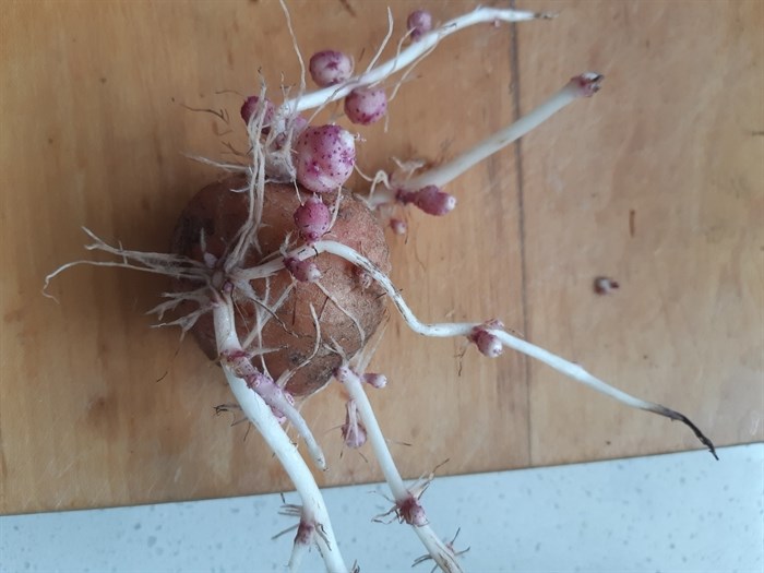 iN PHOTOS: Wonky vegetables emerge in Kamloops, Okanagan | iNFOnews.ca iN PHOTOS: Wonky vegetables emerge in Kamloops, Okanagan | iNFOnews.ca