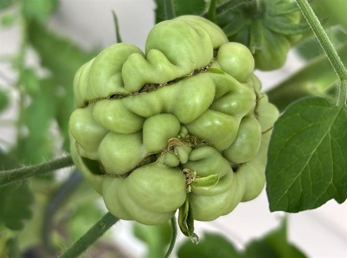 iN PHOTOS: Wonky vegetables emerge in Kamloops, Okanagan | iNFOnews.ca iN PHOTOS: Wonky vegetables emerge in Kamloops, Okanagan | iNFOnews.ca