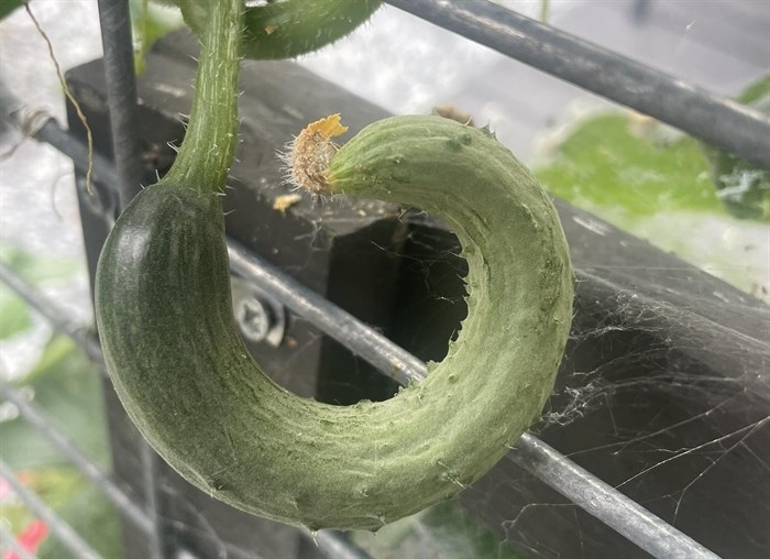 iN PHOTOS: Wonky vegetables emerge in Kamloops, Okanagan | iNFOnews.ca iN PHOTOS: Wonky vegetables emerge in Kamloops, Okanagan | iNFOnews.ca