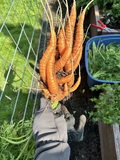 iN PHOTOS: Wonky vegetables emerge in Kamloops, Okanagan | iNFOnews.ca iN PHOTOS: Wonky vegetables emerge in Kamloops, Okanagan | iNFOnews.ca