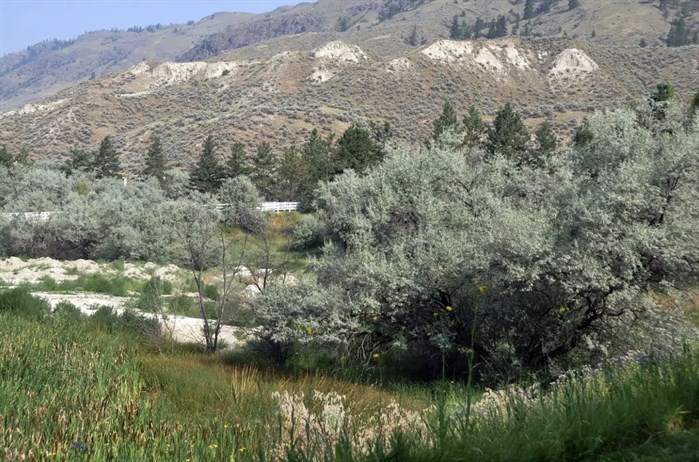 Why Russian olive trees are controversial in the Okanagan and Kamloops | iNFOnews.ca Why Russian olive trees are controversial in the Okanagan and Kamloops | iNFOnews.ca