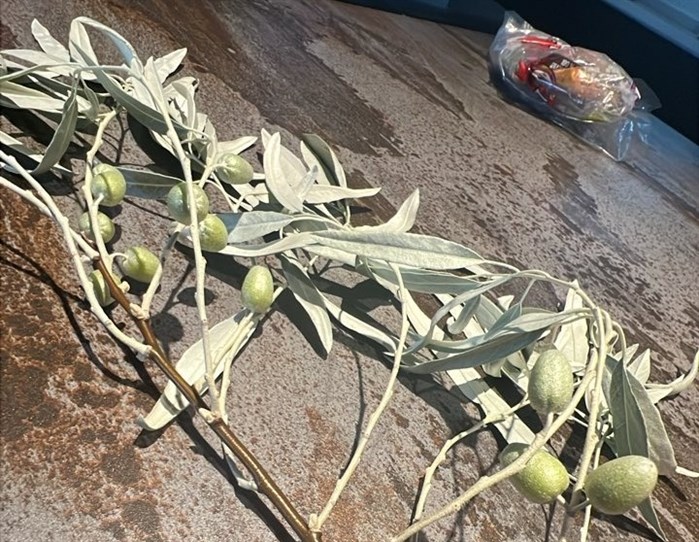 Why Russian olive trees are controversial in the Okanagan and Kamloops | iNFOnews.ca Why Russian olive trees are controversial in the Okanagan and Kamloops | iNFOnews.ca