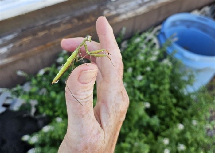 iN PHOTOS: Frightful facts about the praying mantis in Okanagan, Kamloops | iNFOnews.ca