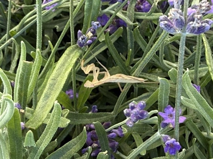 iN PHOTOS: Frightful facts about the praying mantis in Okanagan, Kamloops | iNFOnews.ca