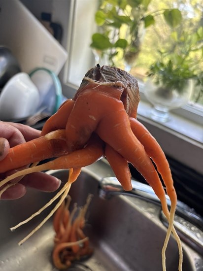 iN PHOTOS: Wonky garden vegetables in Kamloops, Okanagan Part Two | iNFOnews.ca iN PHOTOS: Wonky garden vegetables in Kamloops, Okanagan Part Two | iNFOnews.ca