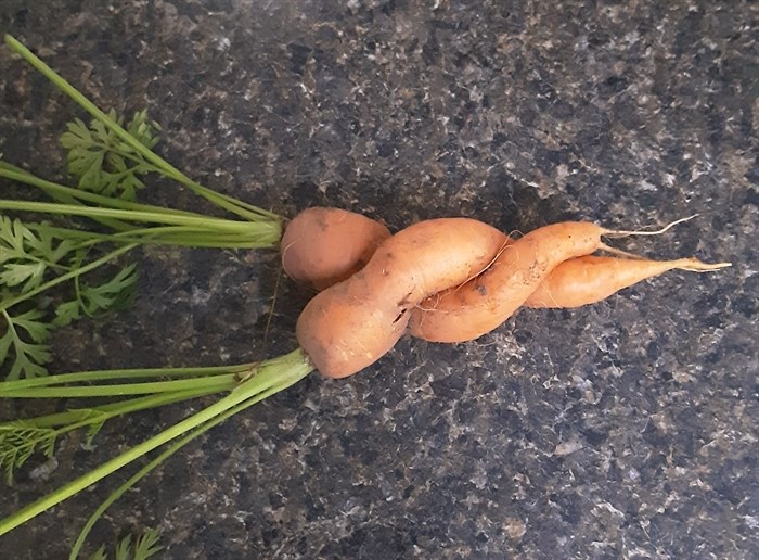 iN PHOTOS: Wonky garden vegetables in Kamloops, Okanagan Part Two | iNFOnews.ca iN PHOTOS: Wonky garden vegetables in Kamloops, Okanagan Part Two | iNFOnews.ca