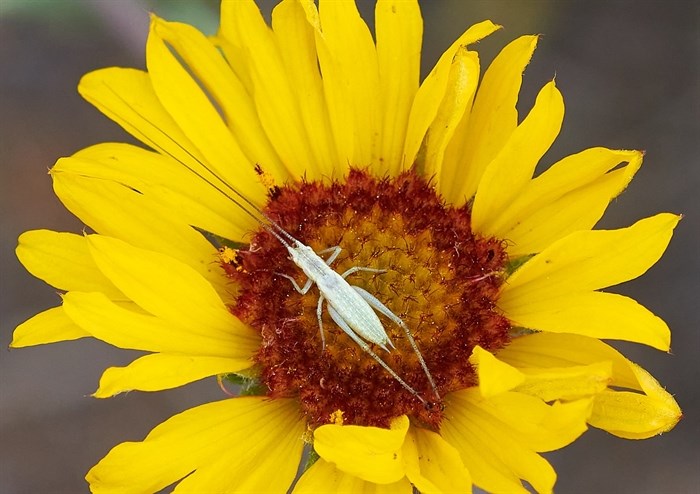 iN PHOTOS: Five nocturnal noisemakers in Okanagan, Kamloops | iNFOnews.ca