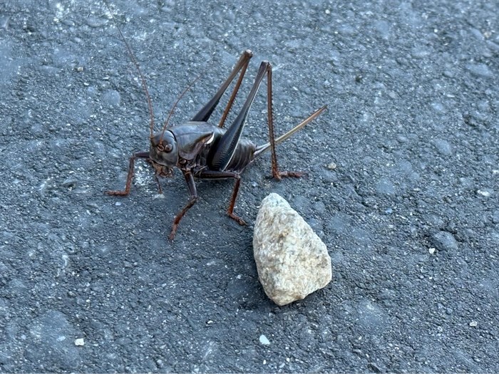 iN PHOTOS: Five nocturnal noisemakers in Okanagan, Kamloops | iNFOnews.ca