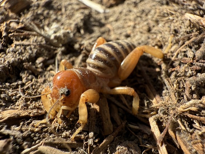 iN PHOTOS: Five nocturnal noisemakers in Okanagan, Kamloops | iNFOnews.ca