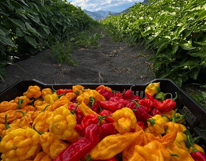 'Passion for peppers:' Business is hot for South Okanagan couple | iNwine