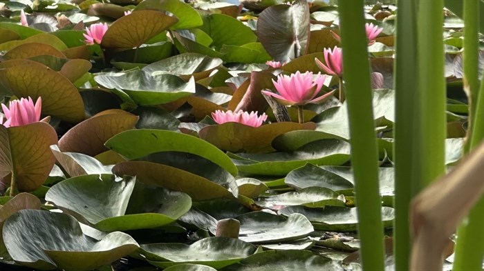 iN PHOTOS: Whimsical water lilies bloom in Okanagan, Kamloops | iNFOnews.ca iN PHOTOS: Whimsical water lilies bloom in Okanagan, Kamloops | iNFOnews.ca
