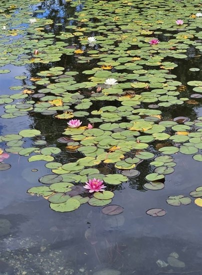iN PHOTOS: Whimsical water lilies bloom in Okanagan, Kamloops | iNFOnews.ca iN PHOTOS: Whimsical water lilies bloom in Okanagan, Kamloops | iNFOnews.ca