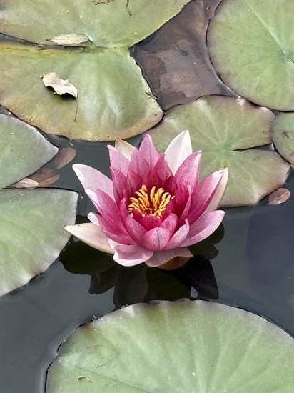 iN PHOTOS: Whimsical water lilies bloom in Okanagan, Kamloops | iNFOnews.ca iN PHOTOS: Whimsical water lilies bloom in Okanagan, Kamloops | iNFOnews.ca