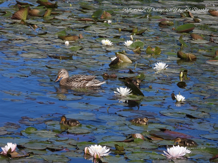 iN PHOTOS: Whimsical water lilies bloom in Okanagan, Kamloops | iNFOnews.ca iN PHOTOS: Whimsical water lilies bloom in Okanagan, Kamloops | iNFOnews.ca