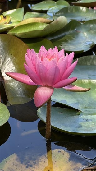 iN PHOTOS: Whimsical water lilies bloom in Okanagan, Kamloops | iNFOnews.ca iN PHOTOS: Whimsical water lilies bloom in Okanagan, Kamloops | iNFOnews.ca