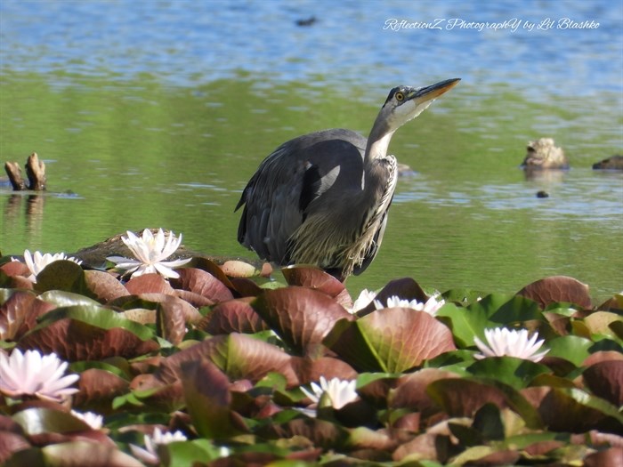 iN PHOTOS: Whimsical water lilies bloom in Okanagan, Kamloops | iNFOnews.ca iN PHOTOS: Whimsical water lilies bloom in Okanagan, Kamloops | iNFOnews.ca