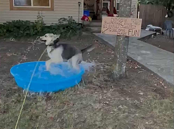 iN VIDEO: Dog overjoyed with free neighbourhood puppy pool in Armstrong | iNFOnews.ca iN VIDEO: Dog overjoyed with free neighbourhood puppy pool in Armstrong | iNFOnews.ca