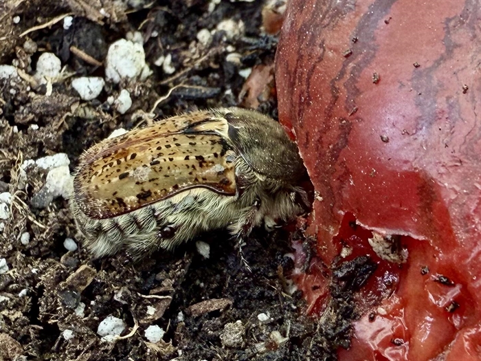 Bee or beetle? Kelowna gardener finds fascinating bug | iNFOnews.ca