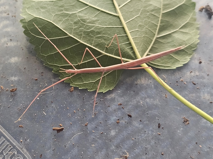 iN VIDEO: South Okanagan naturalist makes rare insect find | iNFOnews.ca