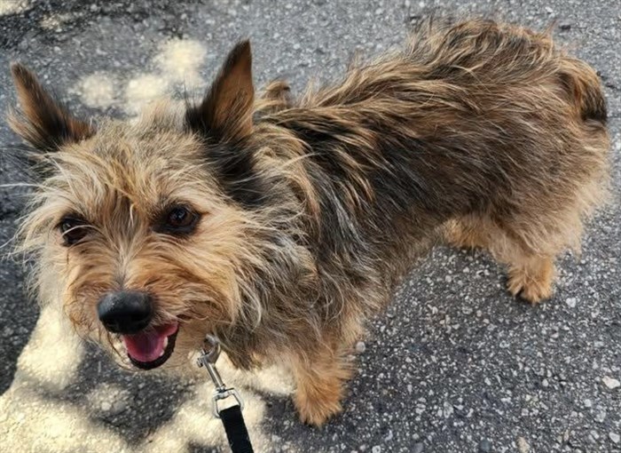 West Kelowna Yorkie recovering after rescue from breeder | iNFOnews.ca West Kelowna Yorkie recovering after rescue from breeder | iNFOnews.ca