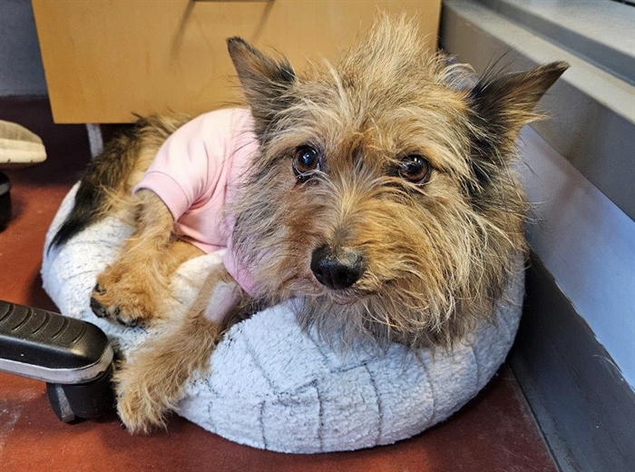 West Kelowna Yorkie recovering after rescue from breeder | iNFOnews.ca West Kelowna Yorkie recovering after rescue from breeder | iNFOnews.ca