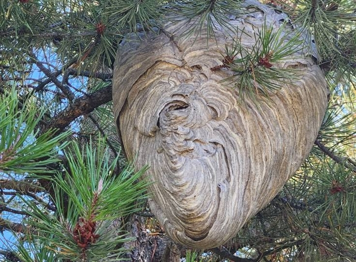 iN VIDEO: Big year for wasps in Okanagan, Kamloops | iNFOnews.ca