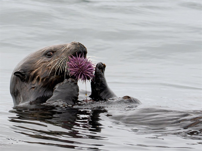 Following hard-won sea otter recovery in BC, First Nations call for a new hunt | iNFOnews.ca Following hard-won sea otter recovery in BC, First Nations call for a new hunt | iNFOnews.ca