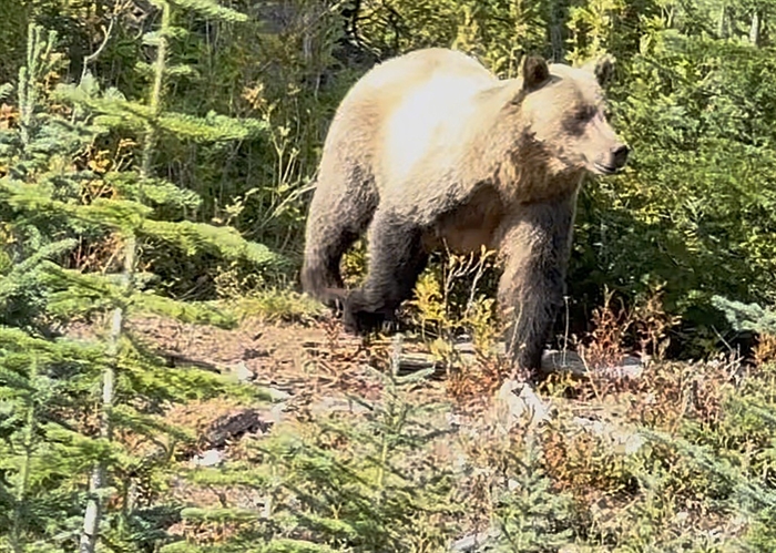 iN VIDEO: Kelowna couple have memorable grizzly bear experience | iNFOnews.ca iN VIDEO: Kelowna couple have memorable grizzly bear experience | iNFOnews.ca