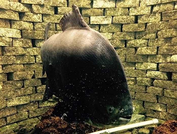 Giant fish delighting customers at Salmon Arm pet store for 30 years | iNFOnews.ca Giant fish delighting customers at Salmon Arm pet store for 30 years | iNFOnews.ca