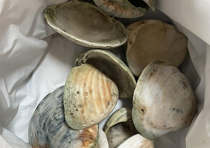 Native or invasive: What are these clams in Shuswap Lake? | iNFOnews.ca Native or invasive: What are these clams in Shuswap Lake? | iNFOnews.ca