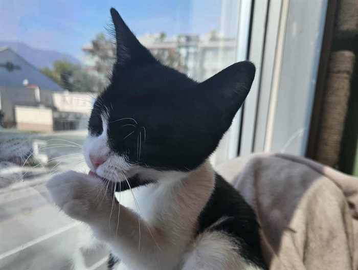 Okanagan’s first cat café sees hundreds of felines adopted | iNwine Okanagan’s first cat café sees hundreds of felines adopted | iNwine