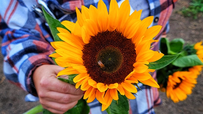 A hand is seen holding a orange and yellow coloured picked sunflower in full bloom.