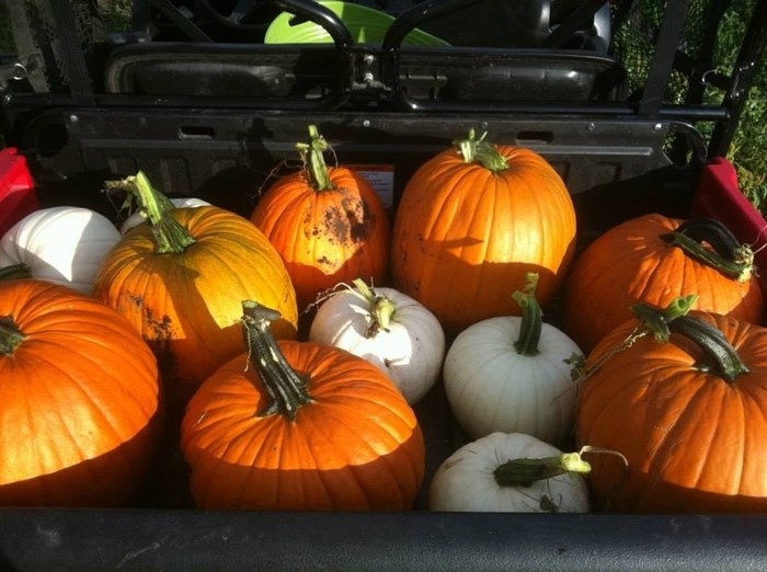 iN PHOTOS: Fall fun for families in Okanagan, Kamloops | iNFOnews.ca