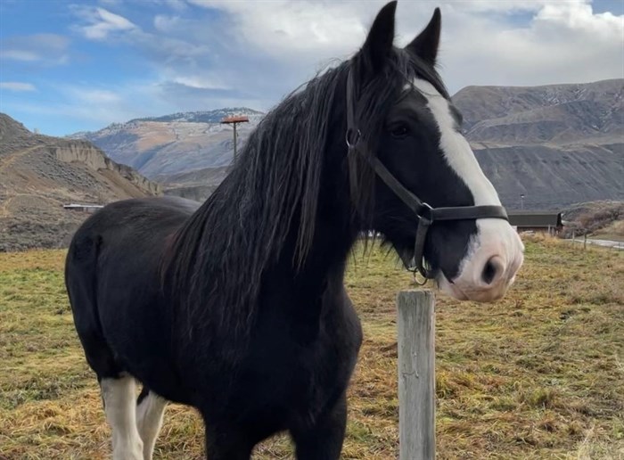 Fans bid farewell to beloved gentle giant in Ashcroft | iNFOnews.ca Fans bid farewell to beloved gentle giant in Ashcroft | iNFOnews.ca